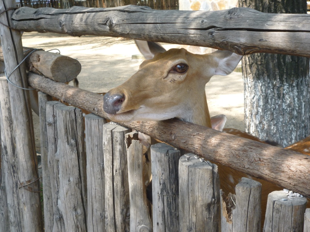 P1000383.JPG P1000383.JPG