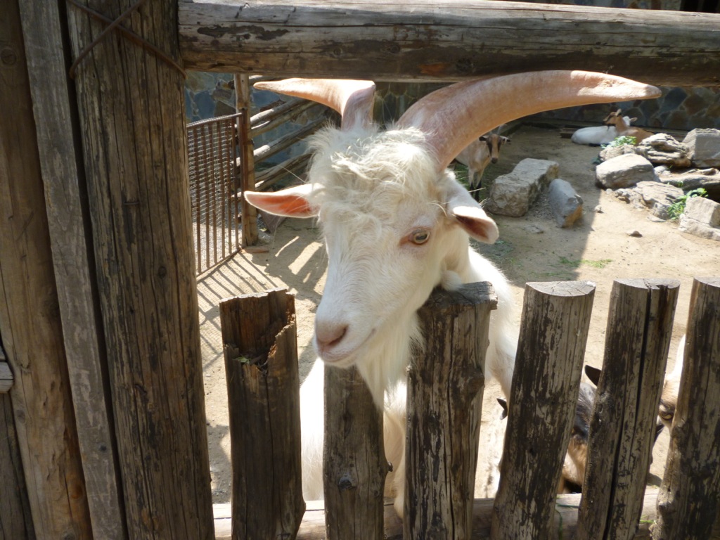 P1000386.JPG P1000386.JPG