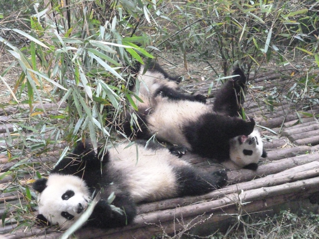 P1020855.JPG P1020855.JPG