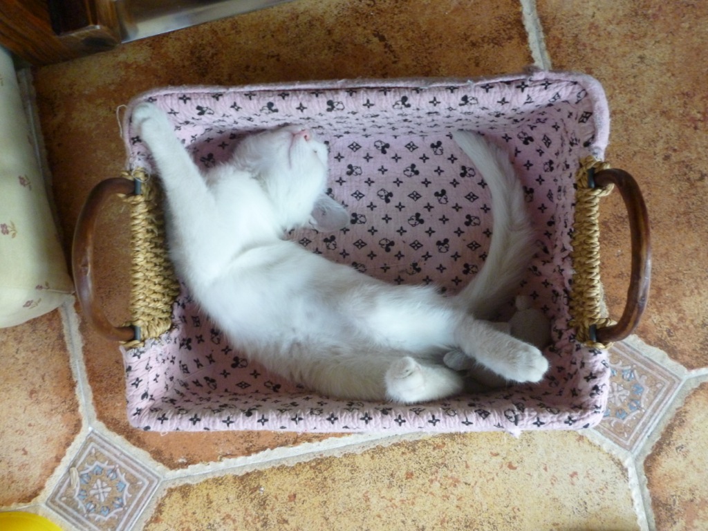 Snowy in her basket Snowy in her basket